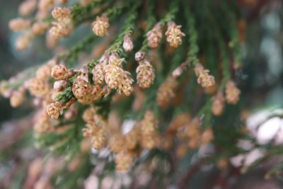 Sequiadendron giganteum - sekvojovec obrovský - květy